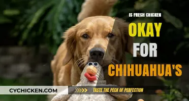 Is Fresh Chicken Safe for Chihuahuas? A Complete Guide