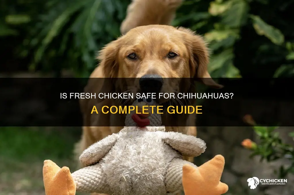 is fresh chicken okay for chihuahua