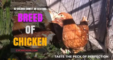 Golden Comet Chickens: Breed or Hybrid? Unraveling the Truth
