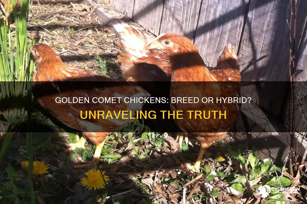 is golden comet an acctual breed of chicken