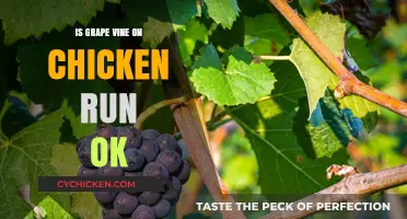 Can Grape Vines Safely Grow on Chicken Runs? Expert Insights
