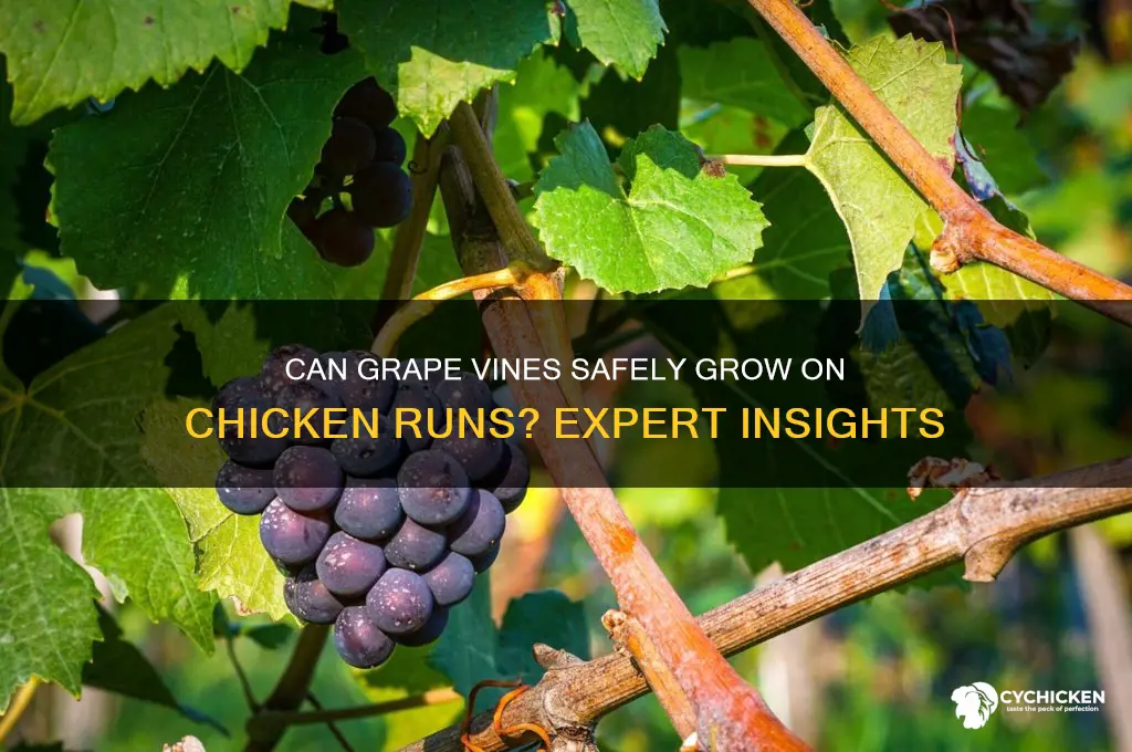 is grape vine on chicken run ok