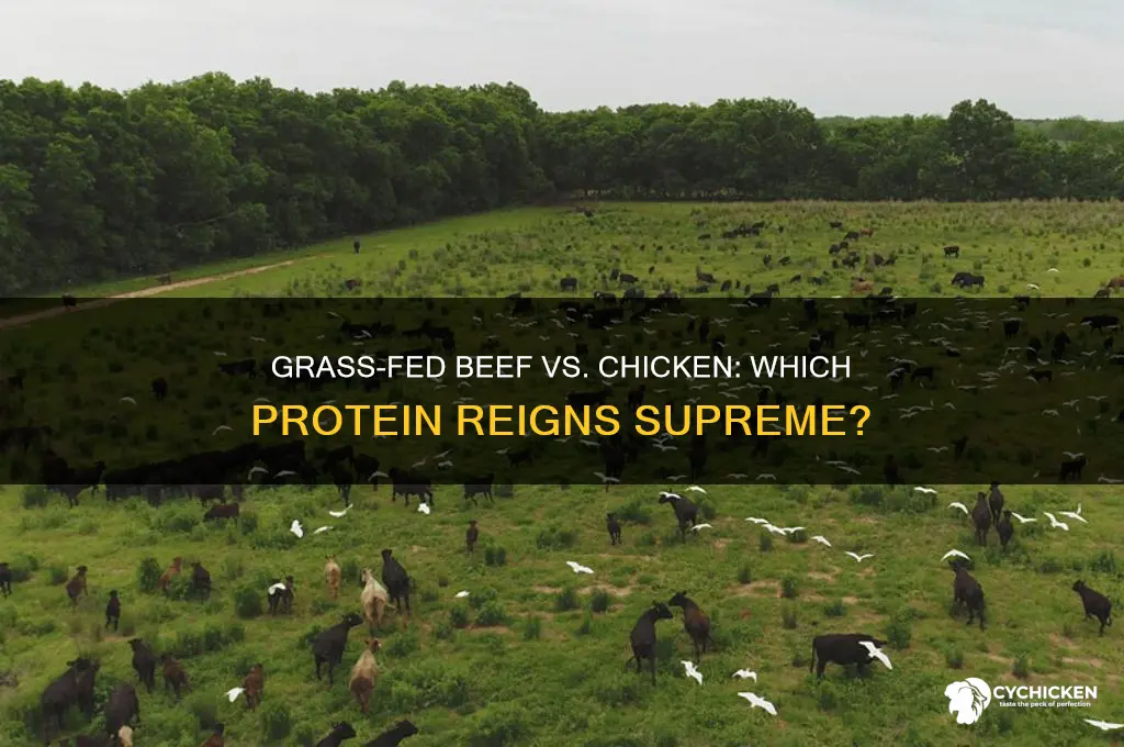 is grass fed beef better than chicken