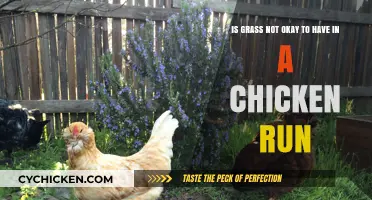Chicken Runs: Grass or No Grass?