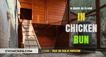 Is Gravel Safe for Chicken Runs? Pros, Cons, and Tips