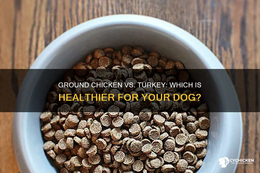 is ground chicken or turkey better for dogs