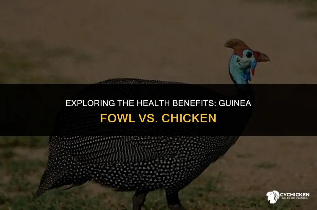 is guinea fowl healthier than chicken
