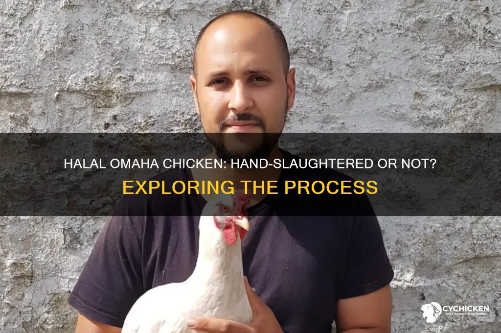 is halal transactions of omaha chicken handslaughtered