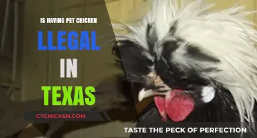 Is Keeping Pet Chickens Legal in Texas? What You Need to Know