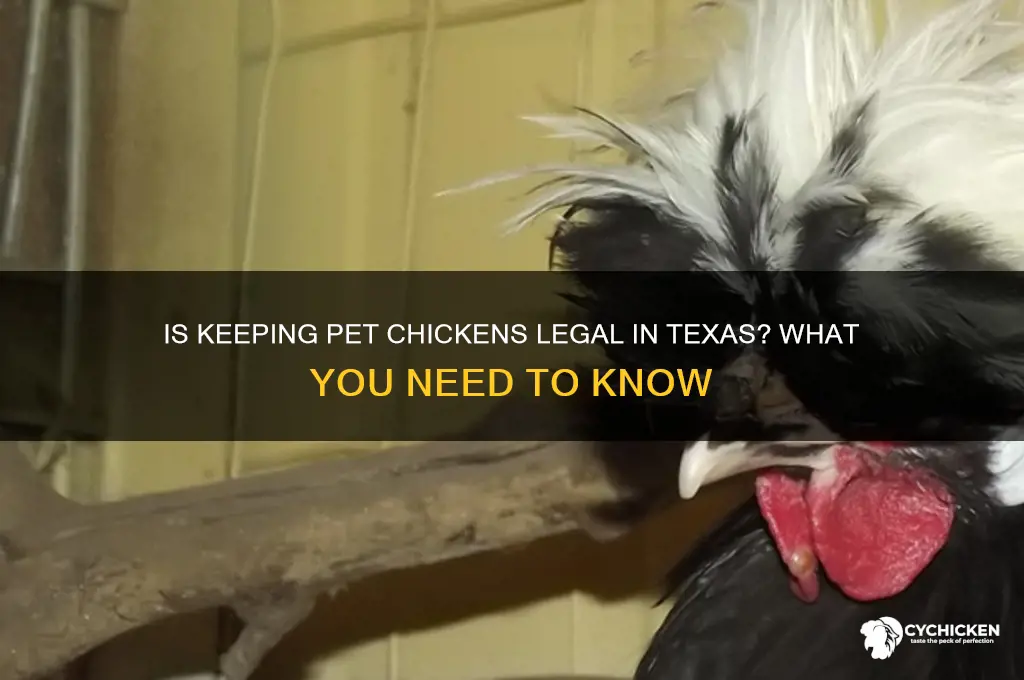 is having pet chicken llegal in texas