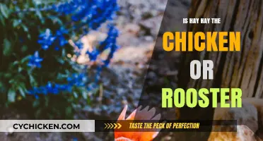 Is Hay Hay a Chicken or Rooster? Unraveling the Mystery
