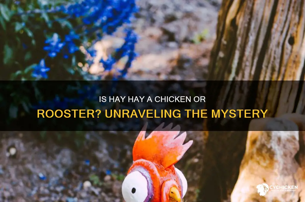 is hay hay the chicken or rooster