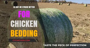 Hay vs. Straw: Which is Best for Chicken Coop Bedding?