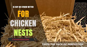 Hay vs. Straw: Which is Best for Chicken Nesting Comfort?