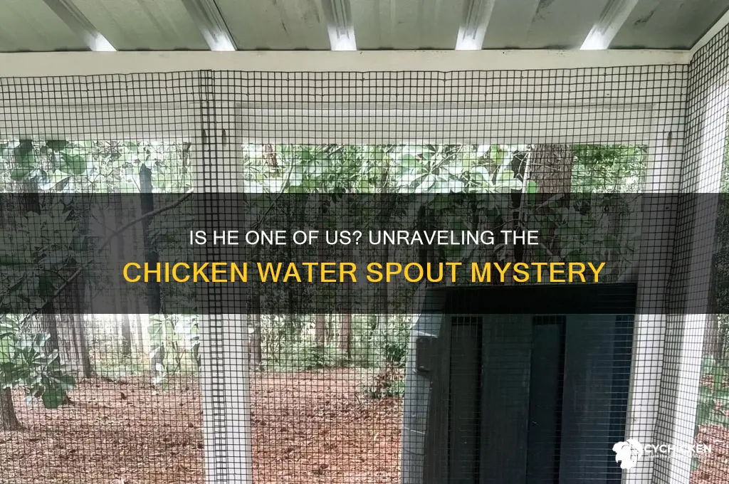 is he one of us chicken water spout