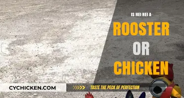 Hei Hei's Identity: Unraveling the Rooster or Chicken Mystery