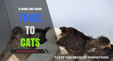 Are Hens and Chicks Plants Safe for Cats? Toxicity Explained