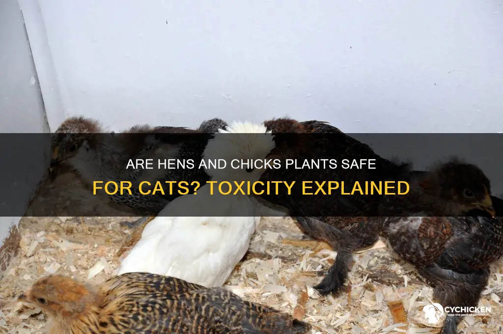 is hends and chicks toxic to cats