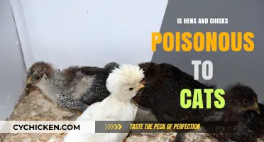 Are Hens and Chicks Plants Toxic to Cats? Find Out Now