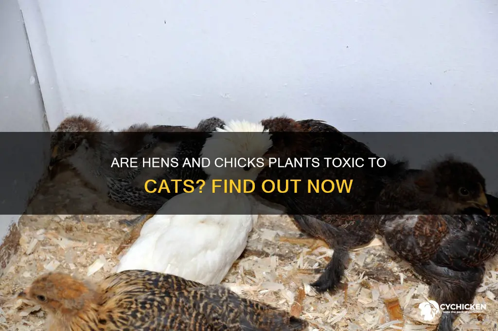 is hens and chicks poisonous to cats