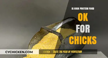 High Protein Diets for Chicks: Safe or Risky Choice?