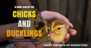 Sweet Start: Honey's Role in Chick and Duckling Health