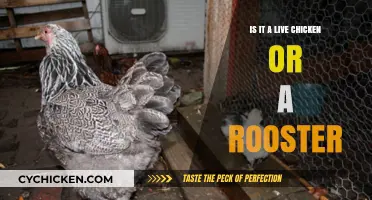 Live Chicken or Rooster: How to Tell the Difference Easily