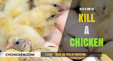 Is Killing Chickens a Sin? Exploring Ethics and Religious Views