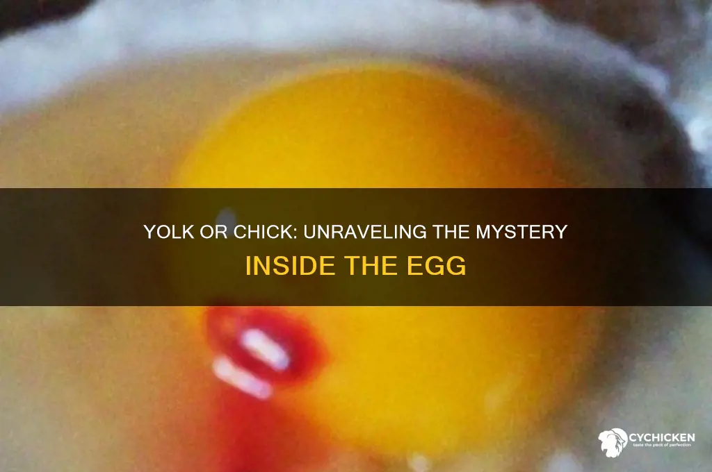 is it a yolk or a chick