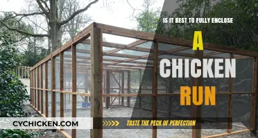 Enclosing Chicken Runs: Benefits and Drawbacks