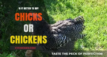 Chicks vs. Chickens: Which is the Smarter Purchase for Your Flock?
