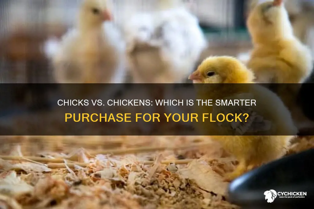 is it better to buy chicks or chickens