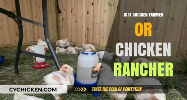 Chicken Farmer vs. Rancher: Understanding the Right Title for Poultry Professionals