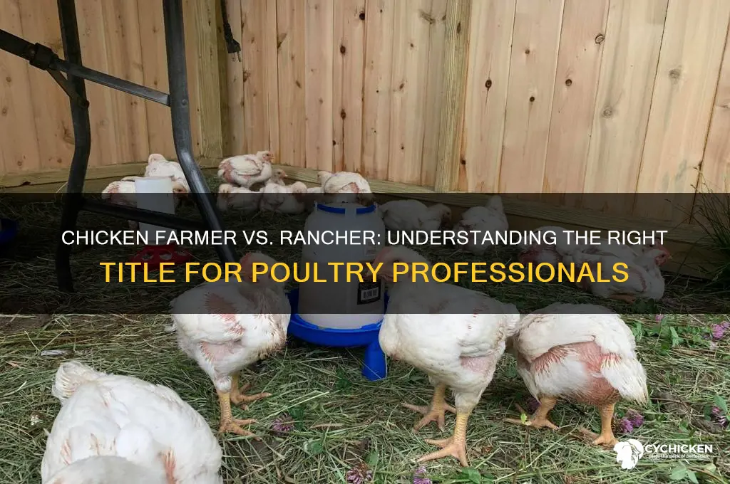 is it chicken farmer or chicken rancher