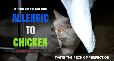 Chicken Allergy in Cats: Is it Common?