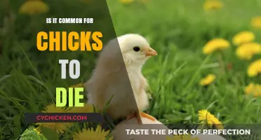 Understanding Chick Mortality: Is It Common for Chicks to Die?