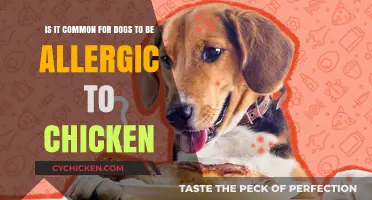 Chicken Allergy in Dogs: How Common Is It?