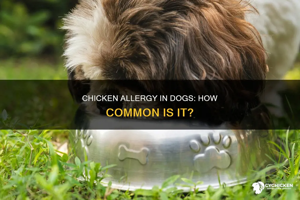 is it common for dogs to be allergic to chicken