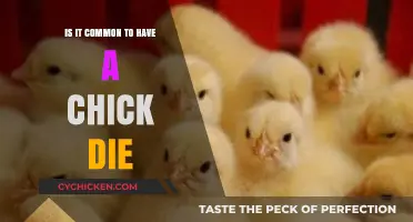 Understanding Chick Mortality: Is It Normal for Chicks to Die?