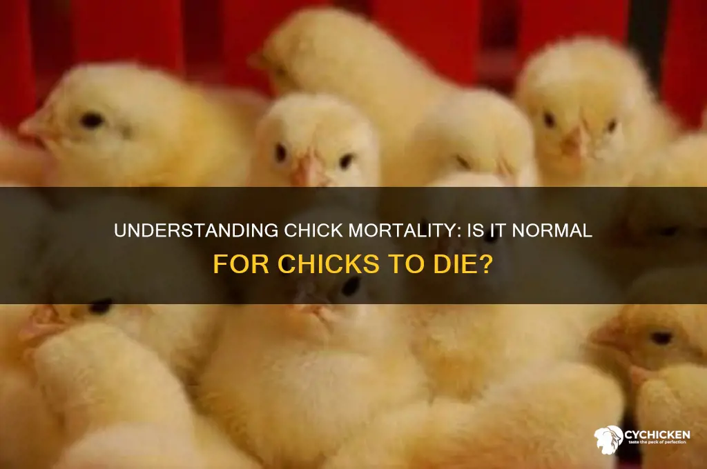 is it common to have a chick die