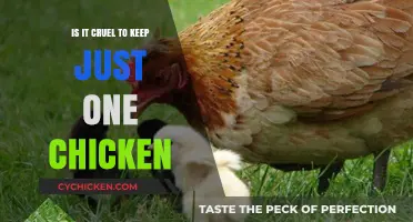 Is Keeping a Single Chicken Cruel? Exploring Solo Hen Welfare