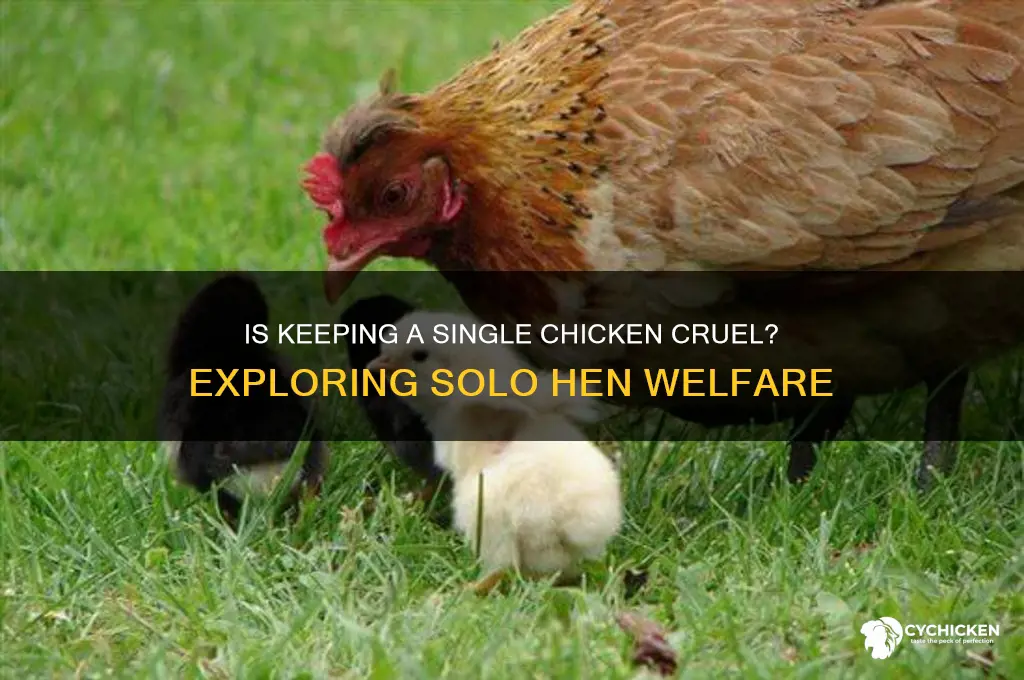 is it cruel to keep just one chicken