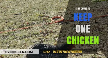 Is Keeping a Single Chicken Cruel? Exploring Solo Poultry Care