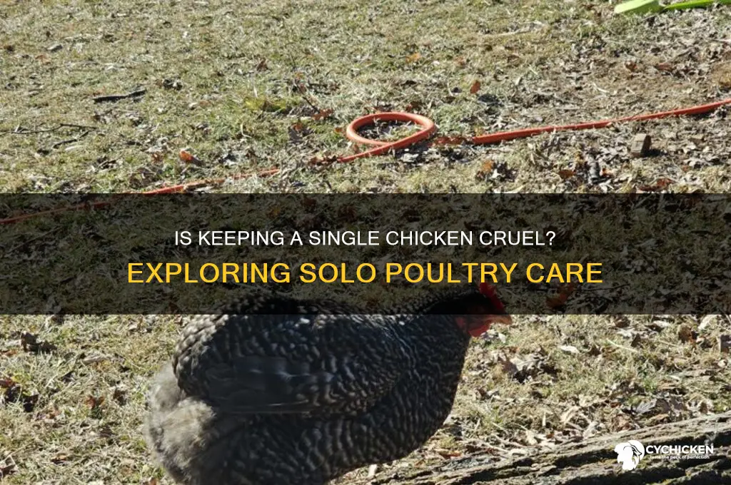 is it cruel to keep one chicken