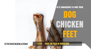 Chicken Feet for Dogs: Safe or Not?