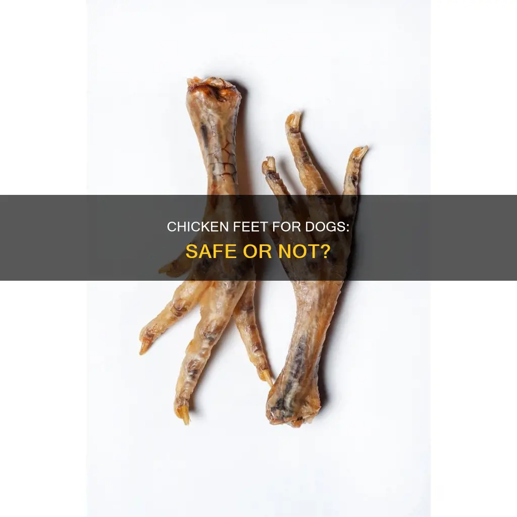 is it dangerous to give your dog chicken feet