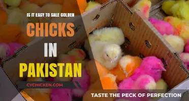 Selling Golden Chicks in Pakistan: A Lucrative Business Opportunity?