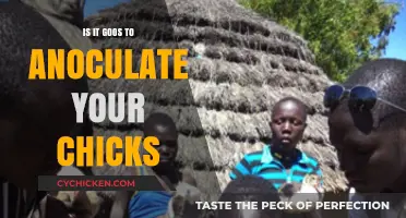 Should You Vaccinate Your Chicks? Benefits and Best Practices Explained