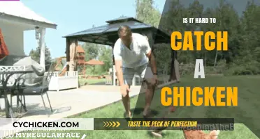 Catching Chickens: Is It Really as Hard as It Seems?