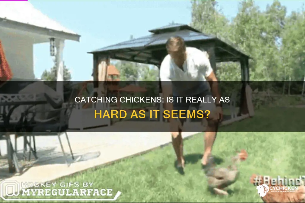 is it hard to catch a chicken